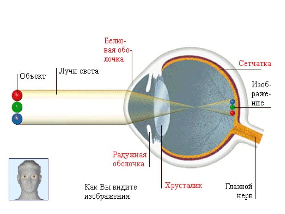 Глаз смотрит мозг видит. Прохождение светового луча через структуры глаза. Последовательность прохождения света в глазном яблоке. Схема оптической системы глаза. Оптические структуры глаза.
