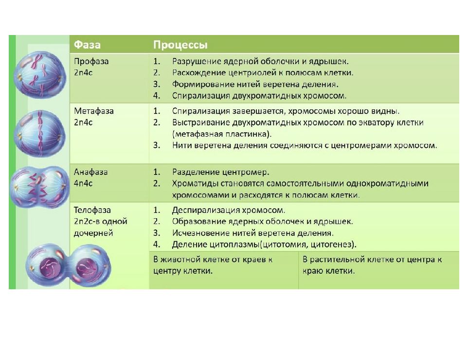 Митоз презентация 11 класс