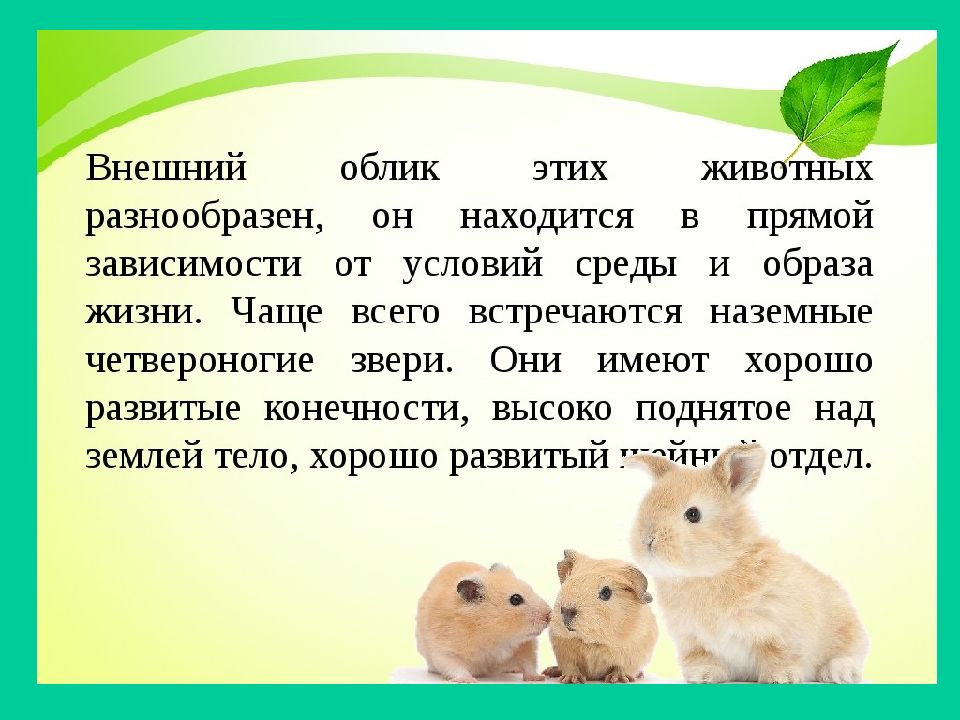 Внешний облик животных. Внешний облик животных 7 класс презентация. Четвероногие характеристики. Характеристика внешнего облика четвероногих. Четвероногие скоростные бегуны характеристика внешнего облика.