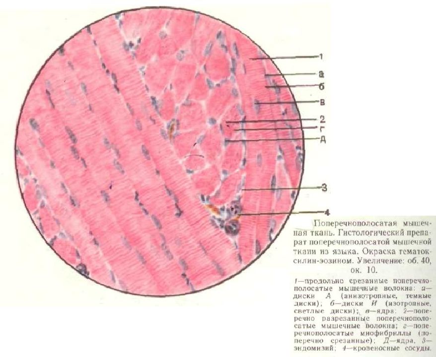 Ткань языка. Поперечно полосатая Скелетная ткань гистология. Симпласт гистология препарат. Поперечнополосатая Скелетная мышечная ткань гистология. Поперечно полосатая мышечная ткань языка гистология рисунок.