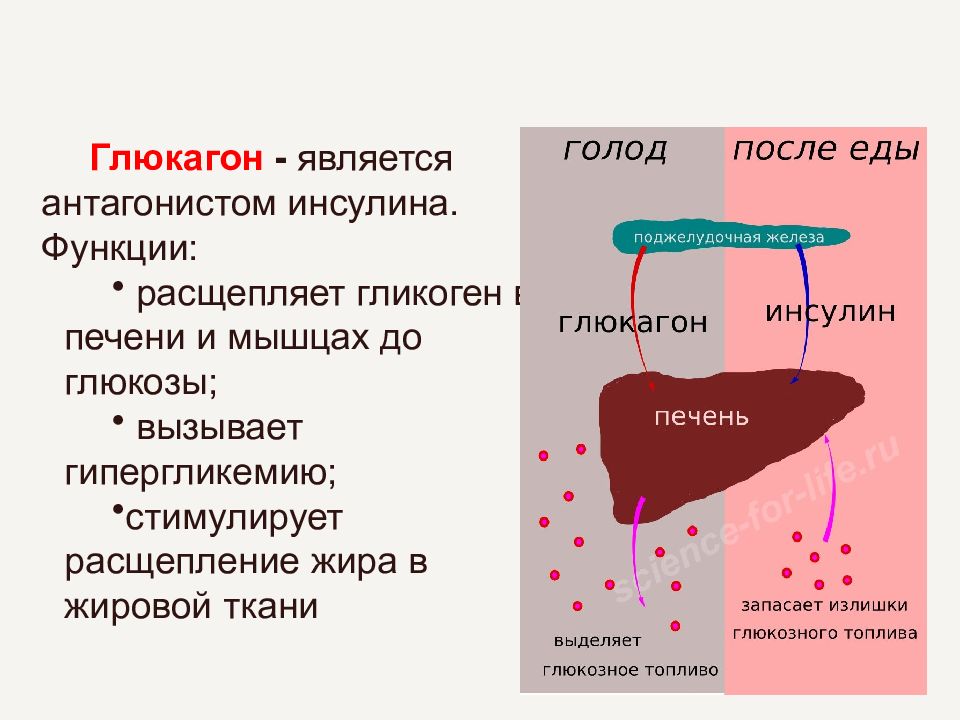 Какой гормон вырабатывает изображенная на рисунке железа глюкагон тироксин адреналин гормон роста