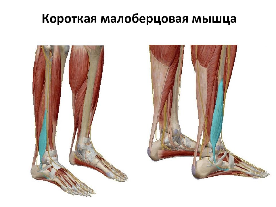 Малоберцовая мышца стопы. Сухожилия малоберцовых мышц анатомия. Короткая малоберцовая мышца голени. Третья малоберцовая мышца анатомия. Длинная малоберцовая мышца анатомия.