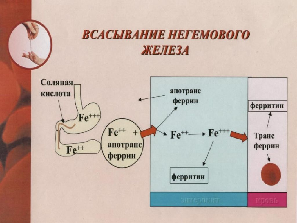 Всасывание это. Всасывание негемового железа. Механизм всасывания железа в организме. Абсорбция железа в организме. Механизм всасывания железа в кишечнике.