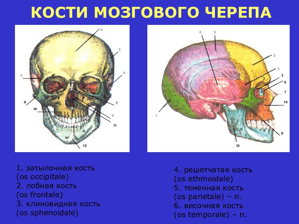 Мозговой череп. Кости мозгового черепа лобная кость. Кости мозгового черепа (затылочная, лобная). Кости мозгового черепа затылочная кость. 2. Кости черепа (мозговой отдел)..