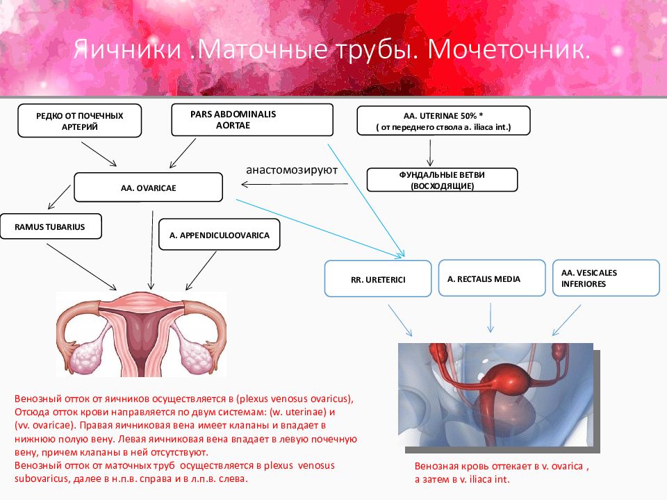 Сосуды яичника. Кровоснабжение яичника. Кровоснабжение маточной трубы. Кровоснабжение яичника осуществляется. Артерии кровоснабжающие яичники.