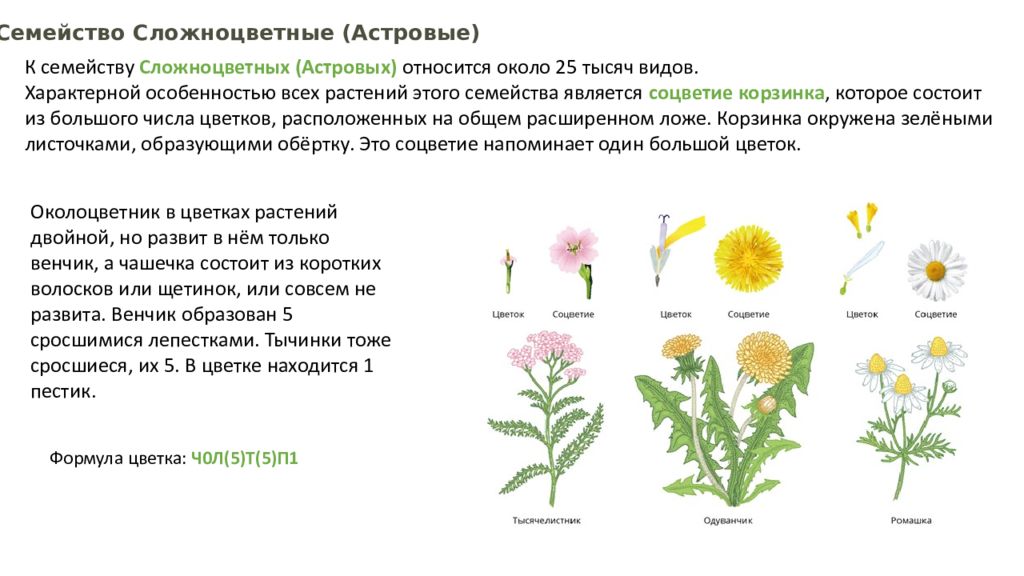 Конспект семейства бобовые пасленовые сложноцветные. Сложноцветные двудольные. Семейство Сложноцветные распространение. Какие листья у сложноцветных. Семейства Пасленовые бобовые Сложноцветные.