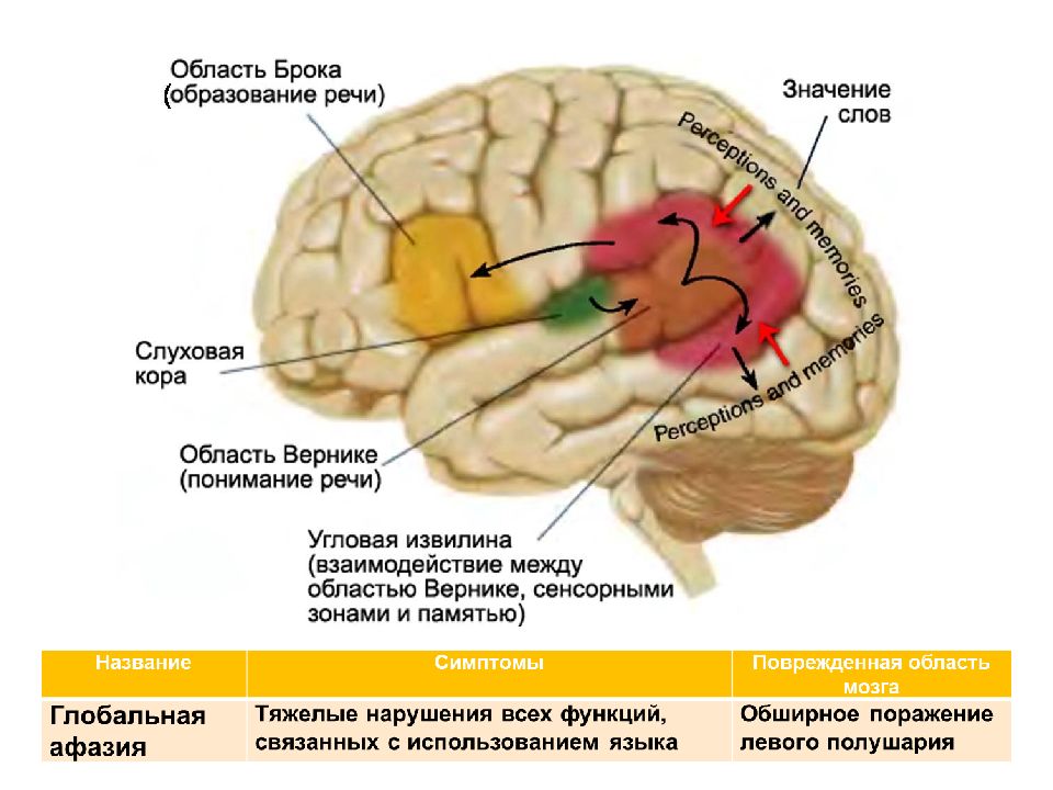 Сигнальная система головного мозга. Вторая сигнальная система расположение в мозге. Центры 2 сигнальной системы в коре головного мозга. 2 Сигнальная система центры Брока Вернике.
