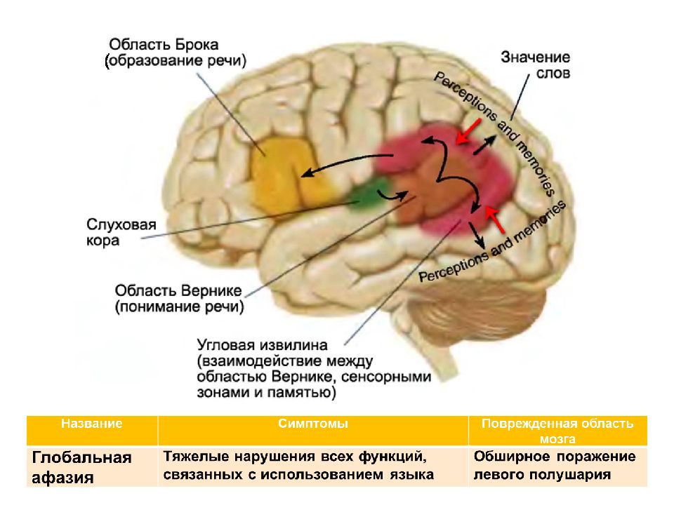 Сигнальная система головного мозга