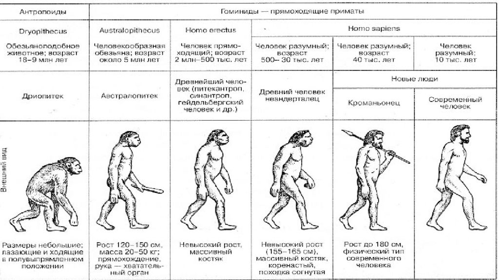 Презентация по теме антропогенез