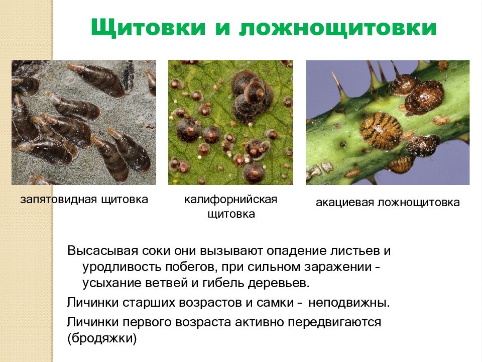 Щитовки и ложнощитовки