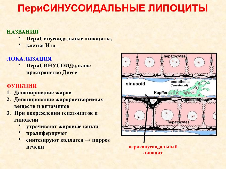 Клетки Ито печени функции. Клетки Ито печени гистология. Локализация пространства диссе печени. Перисинусоидальные липоциты.