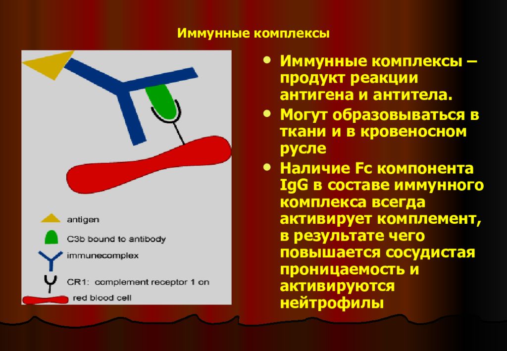 Иммунные образования. Иммунный комплекс. Образование иммунных комплексов. Комплекс антиген—антитело (иммунный комплекс). Алгоритм образования иммунного комплекса его составные части.