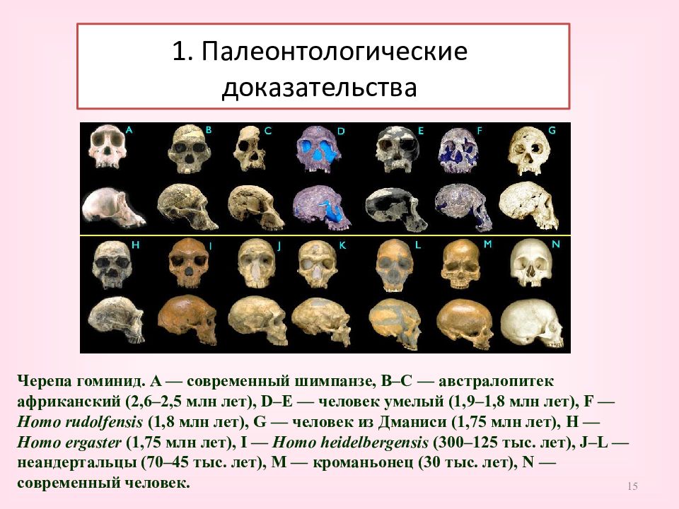 Укажите этап антропогенеза для каждого из рисунков черепа