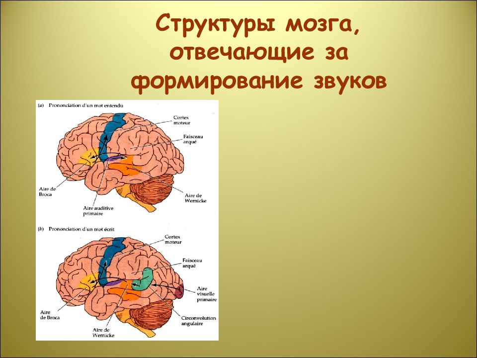 Отвечает за формирование. Зона мозга отвечающая за звук. Структуры отвечающие за память. Структуры головного мозга отвечающие за память. Часть головного мозга отвечающая за страх.