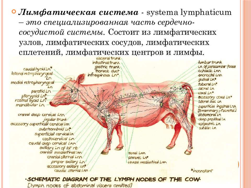 Лимфатическая система собаки схема