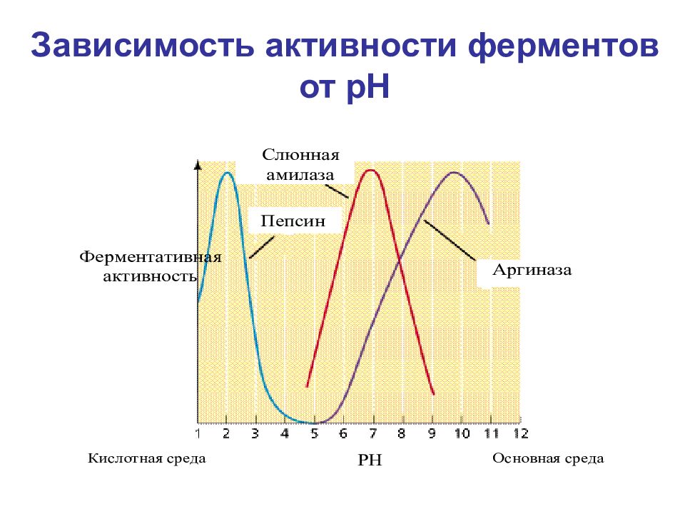 Ферменты активные в кислой среде. График зависимости ферментативной реакции от PH. Зависимость активности ферментов от PH. Зависимость скорости реакции от температуры ферменты. График активности фермента от PH.