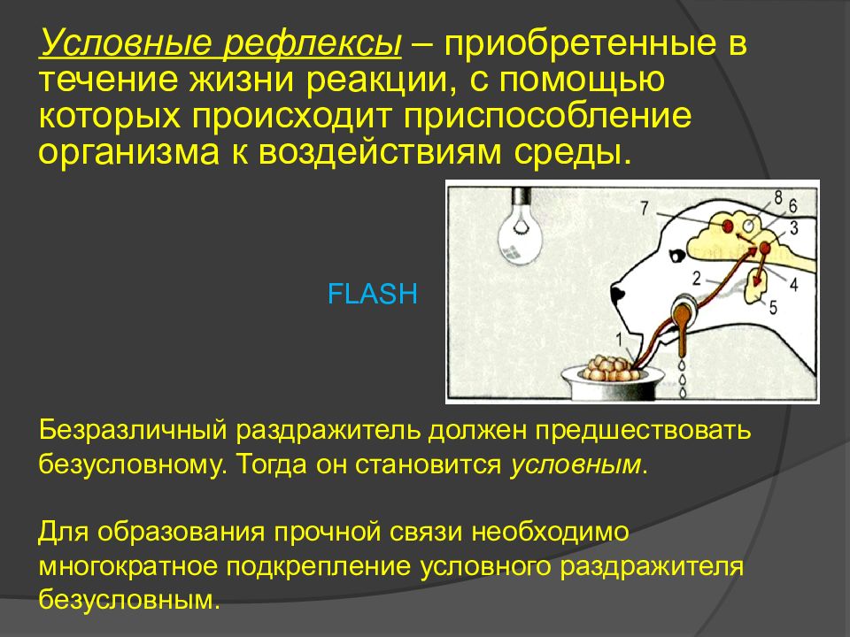 Рефлексы картинки для презентации