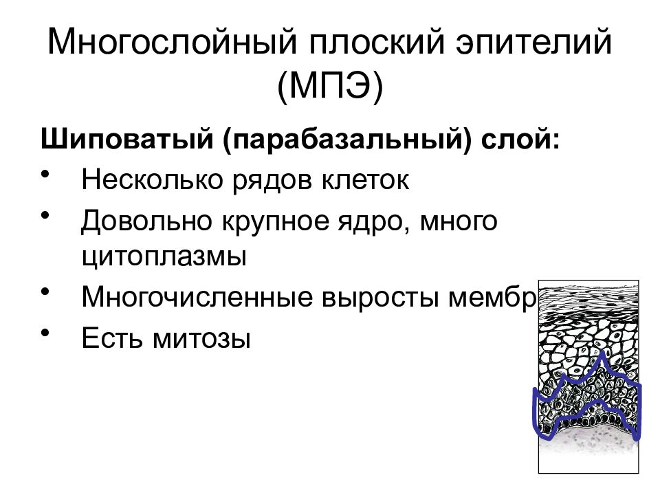 Обнаружены клетки эпителия базально парабазального слоев. Многослойный плоский эпителий. Парабазальный эпителий. Многослойный плоский эпителий матки. Клетки шиповатого слоя.