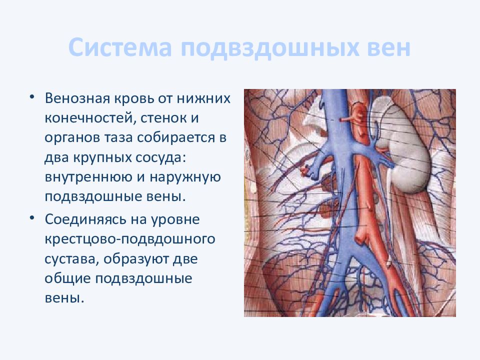 Аорта капилляры вены. Внутренняя подвздошная Вена париетальные. Наружная подвздошная артерия и Вена. Левая наружная подвздошная Вена. Нижняя полая Вена наружная подвздошная Вена.