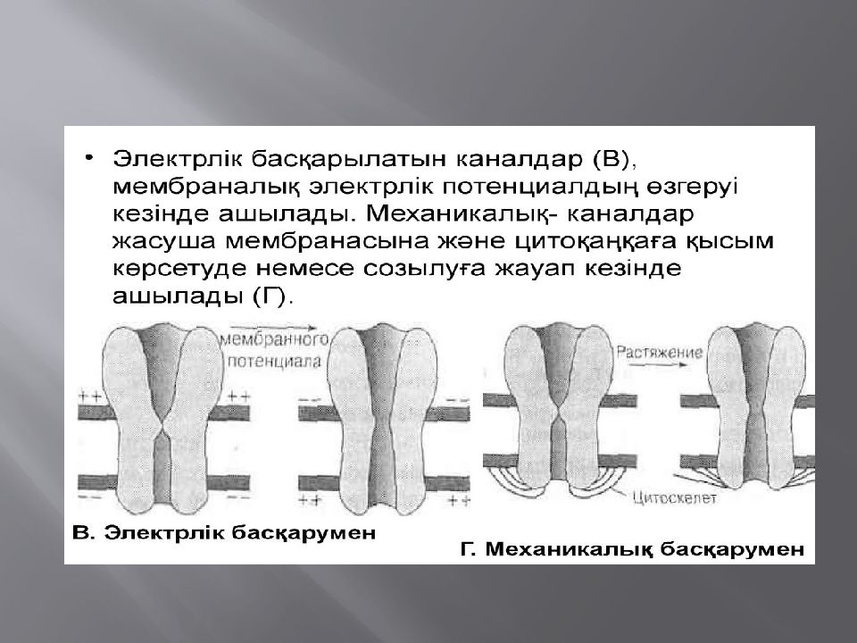 Мембраналық рецепторлар арқылы гормондық сигналдардың берілуі