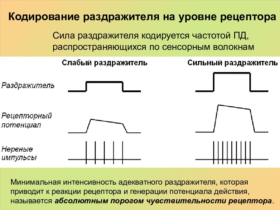 Кодирование сигналов в нервной системе. Импульсно временное кодирование. механизм кодирования частоты и силы звука. кодирование информации в нервной системе. уагц принципы кодирования в биологии.