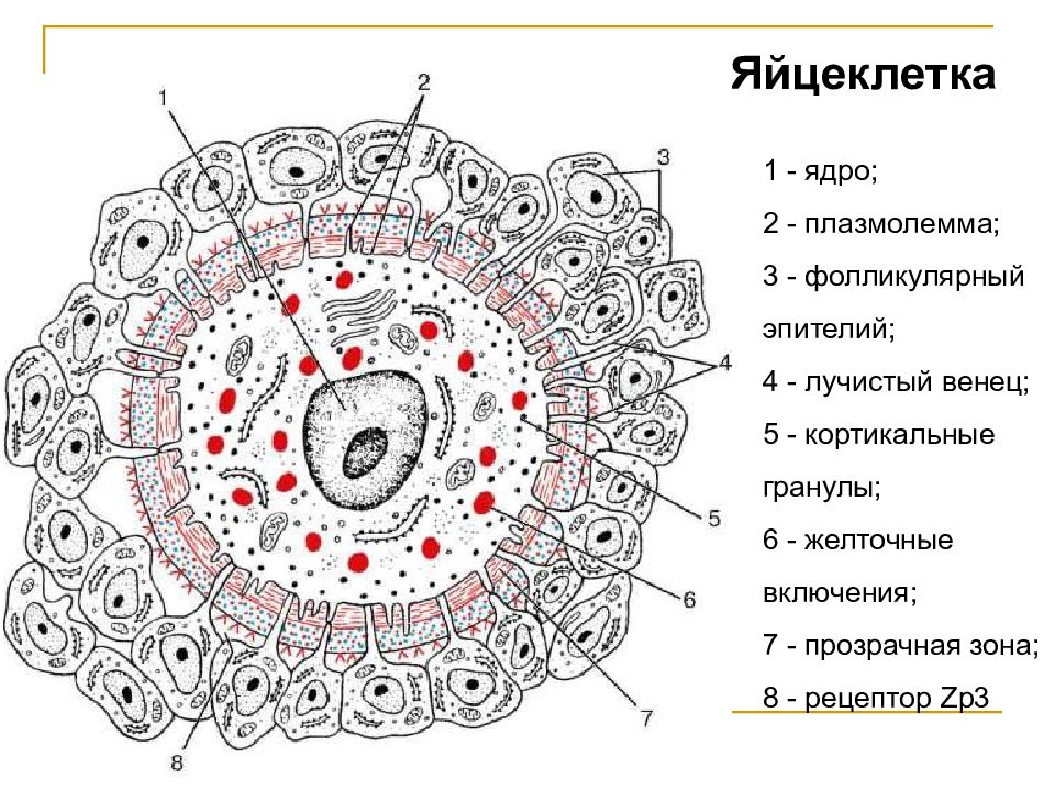 Содержимое яйцеклетки. Схема строения яйцеклетки млекопитающих. Строение яйцеклетки гистология схема. Строение яйцеклетки млекопитающего. Строение яйцеклетки гистология.