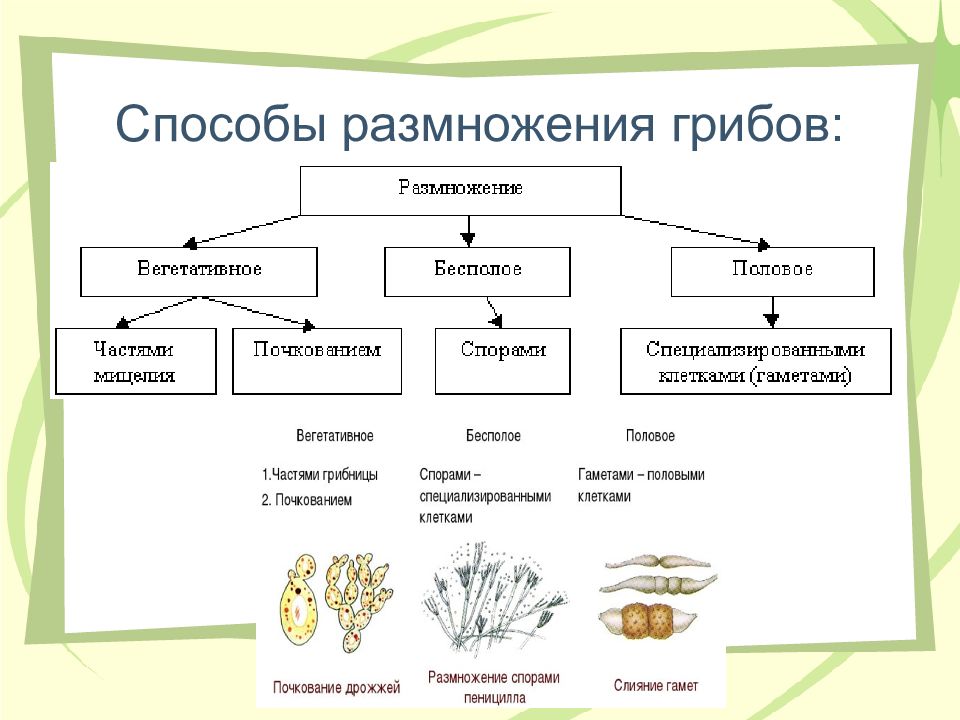 Что из перечисленного является грибом. Размножение грибов вегетативным способом схема. Способы бесполого размножения грибов. Вегетативное размножение гриба схема. Размножение грибов способ бесполого размножения.