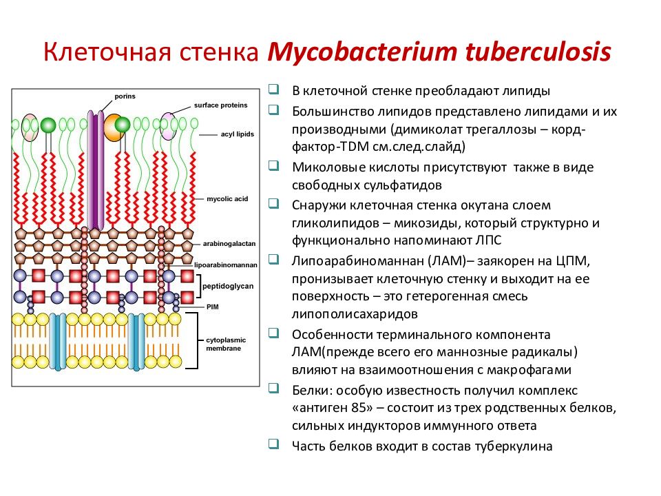 Клеточная стенка клетки особенности строения. Клеточная стенка микобактерий туберкулеза. Mycobacterium tuberculosis строение клеточной стенки. Строение клеточной стенки микобактерий. Строение клеточной стенки микобактерии туберкулеза.