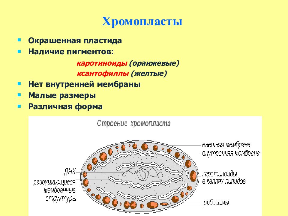 Особенности строения клетки пластиды