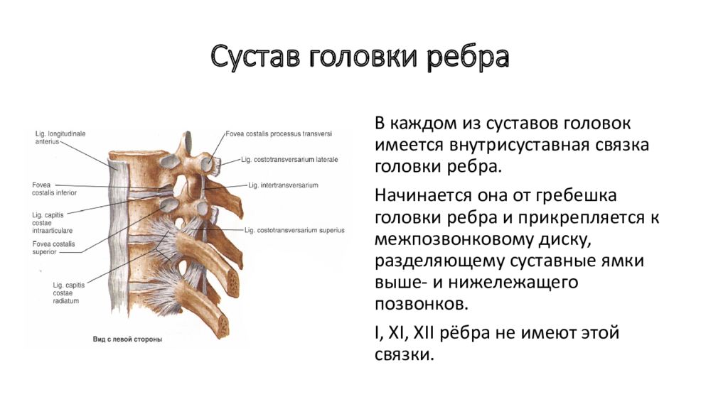 Коронарное ребро у мужчин где находится картинка