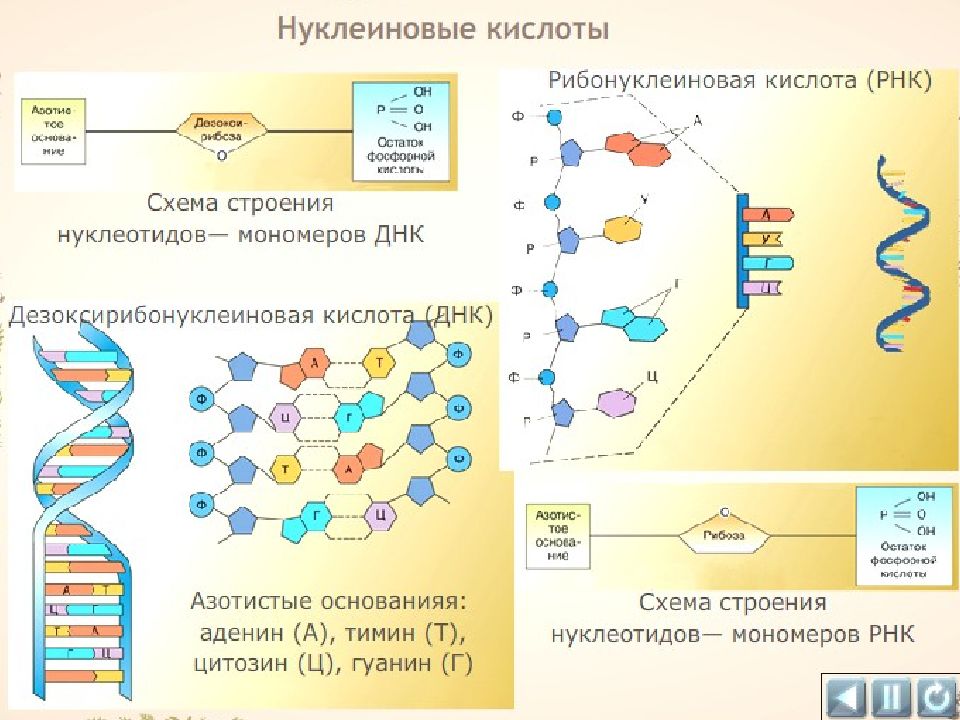 Химическая организация клетки. Кластер 