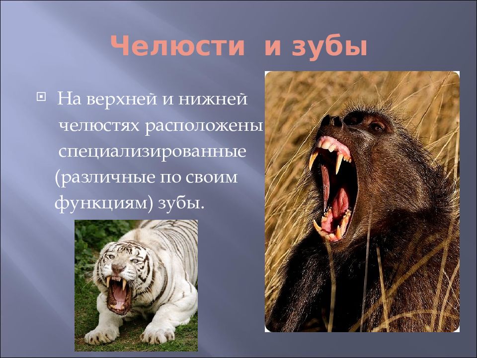 Зубы млекопитающих атлас. Функции зубов у млекопитающих. Зубы, волосы человек и млекопитающие для презентации. Функции желез млекопитающих. Зубы у млекопитающих выполняют функцию