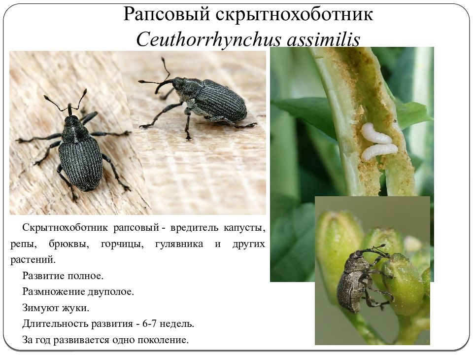 Защита от насекомых вредителей половое размножение. Рапсовый семенной скрытнохоботник. Скрытнохоботник стеблевой рапсовый. Стеблевой капустный скрытнохоботник. Скрытнохоботник и долгоносик.