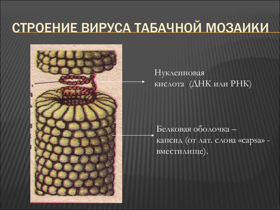 Табачная мозаика презентация