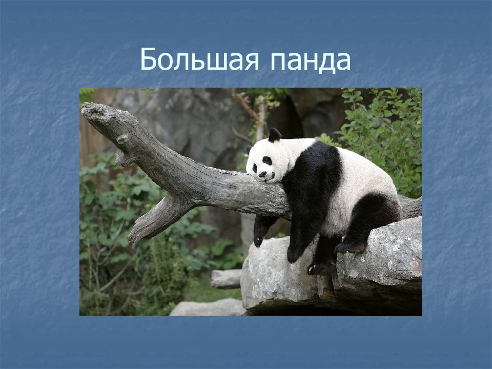 Большая панда