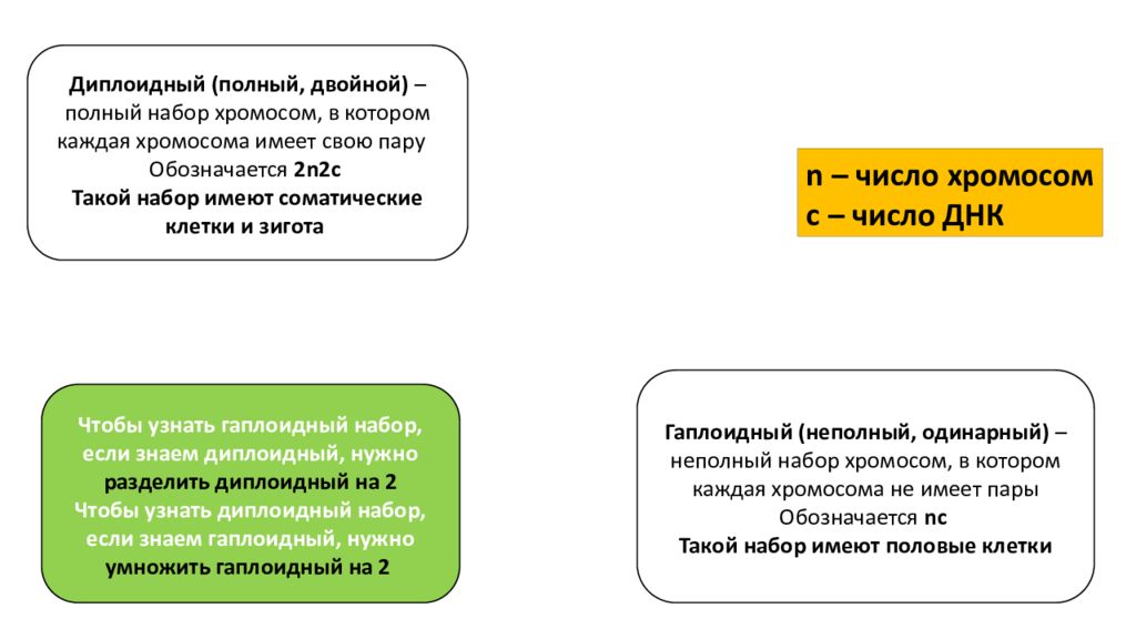 Что значит диплоидный. Диплоидный набор и гаплоидный набор. Диплоидная стадия. Диплоидные культуры клеток. Преимущества диплоидного набора.