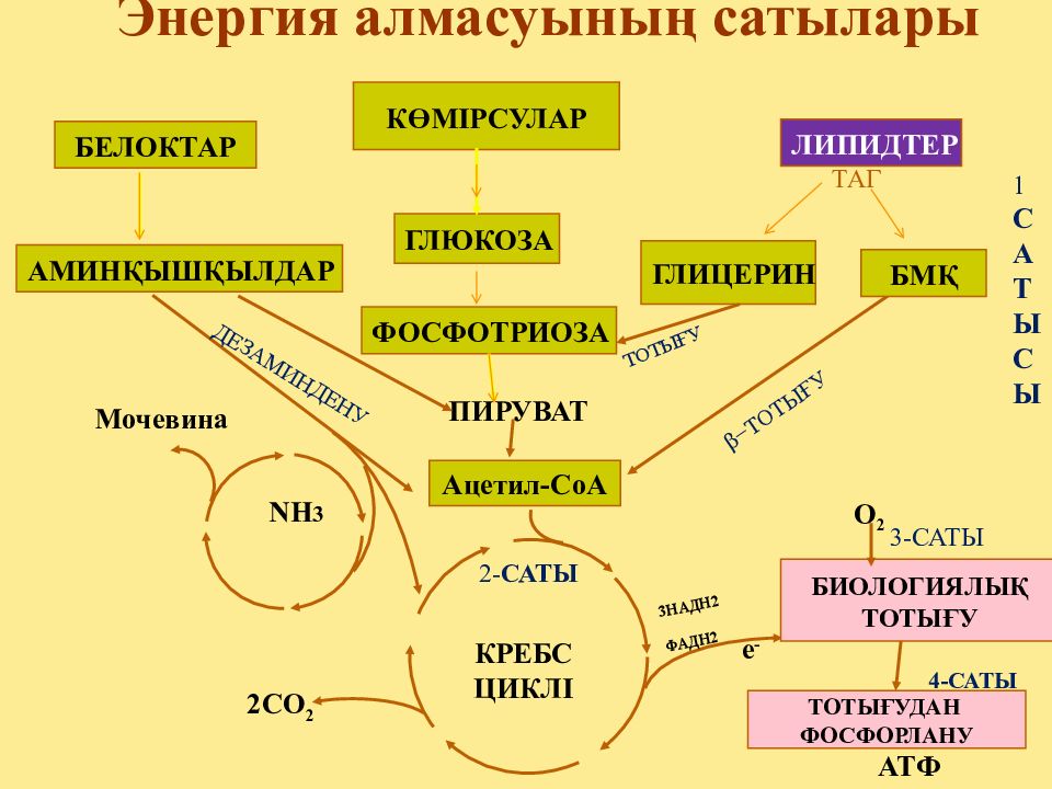 Зат алмасу презентация