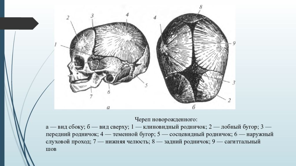Типы родничков. Череп новорожденного кости черепа. Роднички черепа анатомия. Кости черепа роднички. Кости черепа швы и роднички.