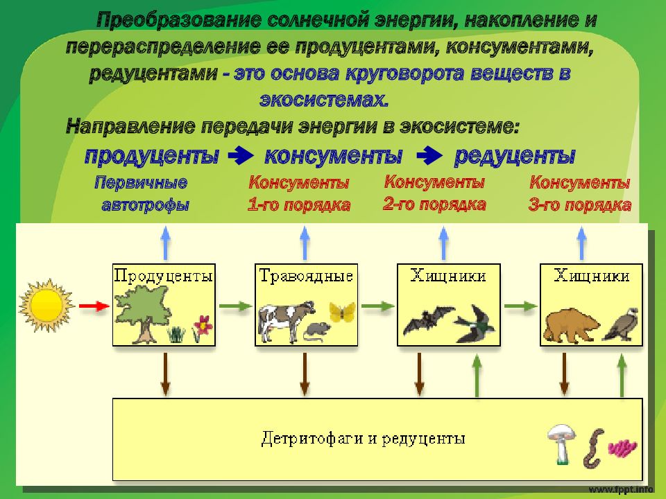 Как называется графическое изображение соотношения между продуцентами и консументами всех уровней