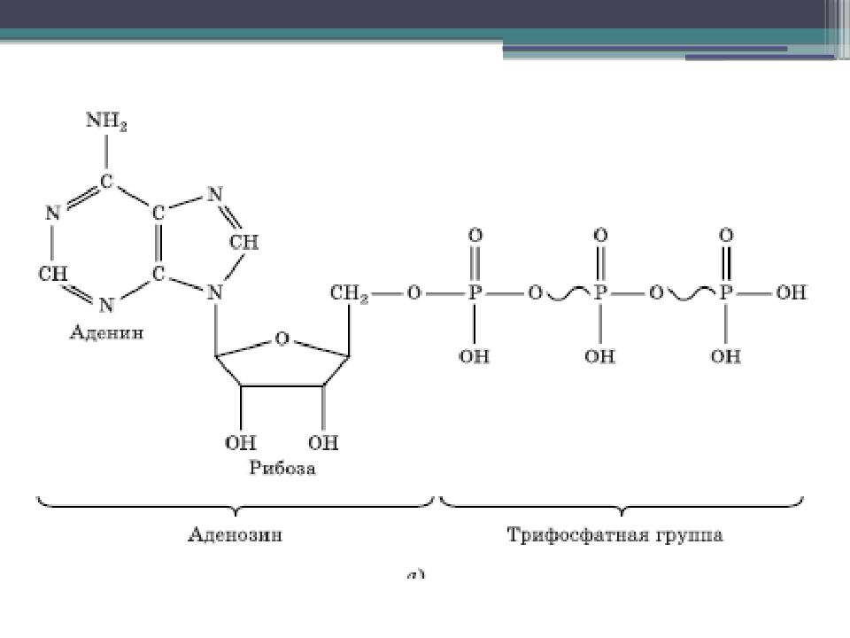 Схема молекулы атф