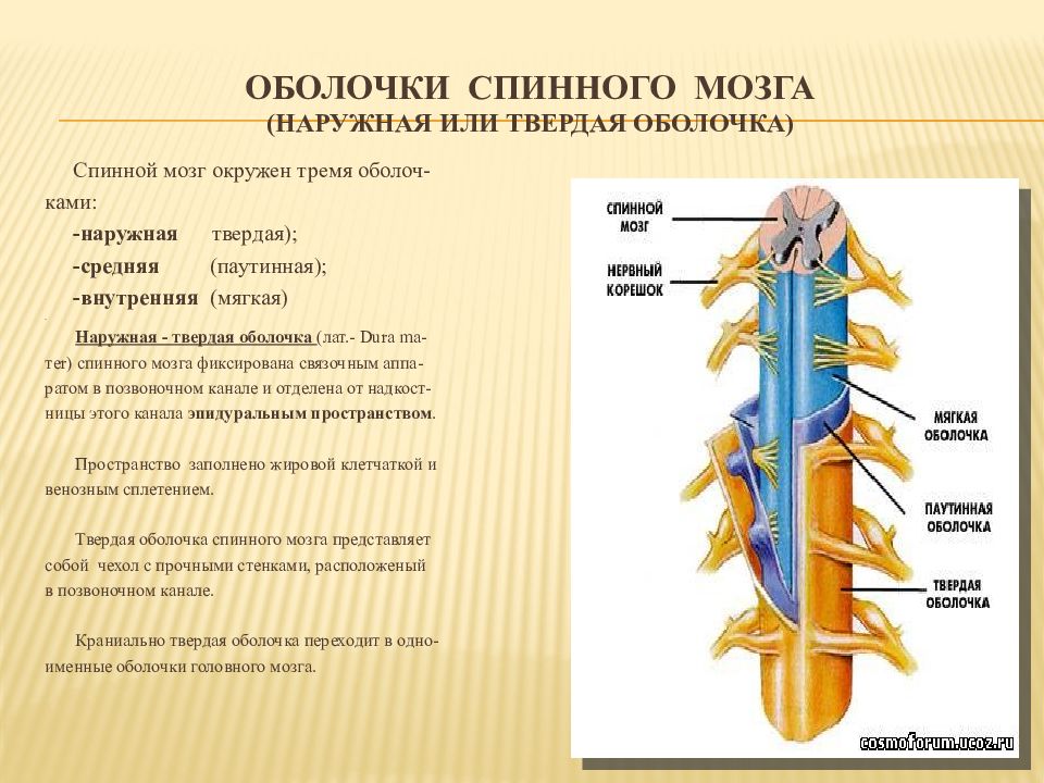 Схема строения оболочек спинного мозга