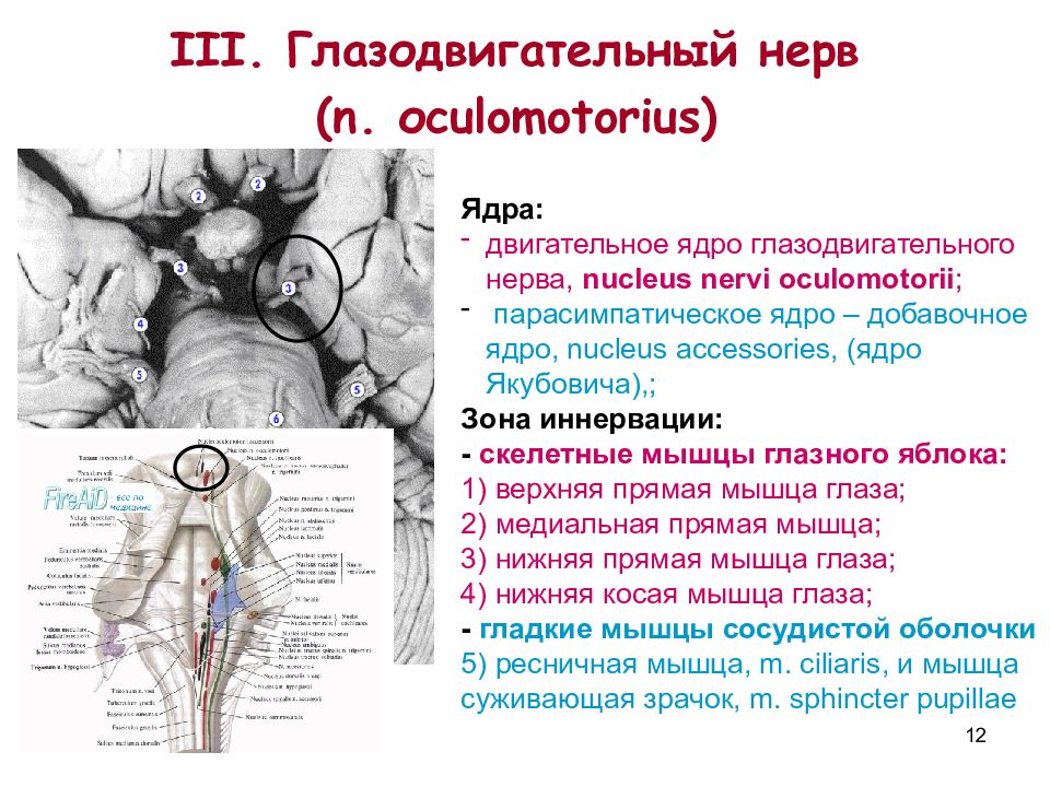 Глазодвигательный нерв анатомия схема