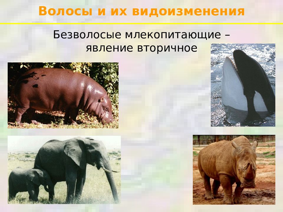 Вторичные млекопитающие