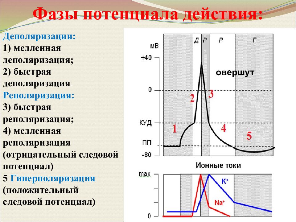 Фазы соответствующие. Потенциал действия деполяризация реполяризация. Фаза деполяризации потенциала действия. Деполяризация это в физиологии. Фазе деполяризации соответствует.