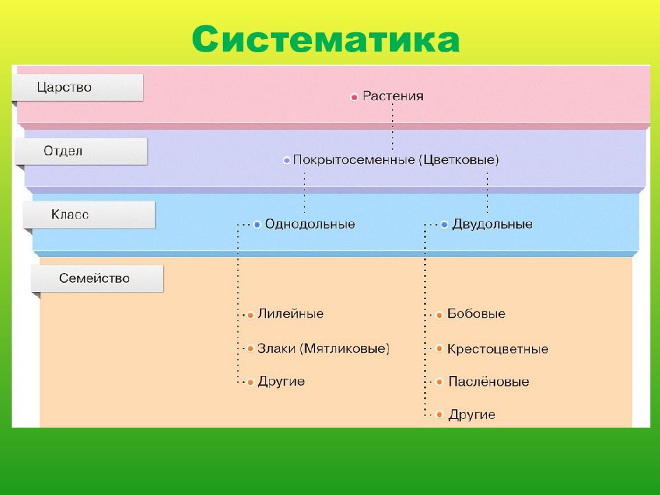 Систематика растений. Царство растения отдел Покрытосеменные. Систематика. Систематика цветковых растений. Систематика покрытосеменных растений.