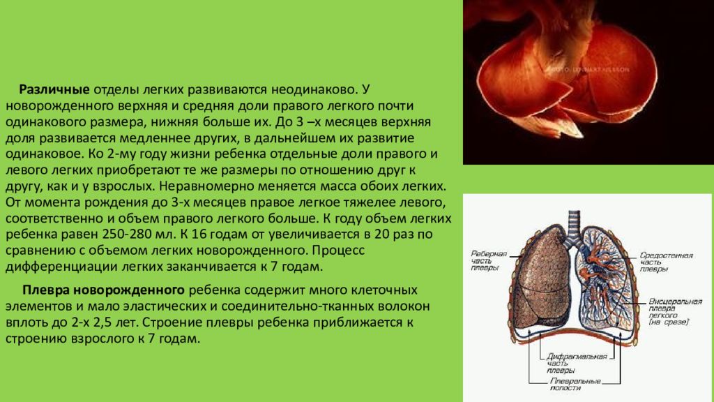 Легочное дыхание особенности. Отделы легких. Строение легких новорожденного. Возрастные особенности дыхательной системы презентация. Анатомия легких новорожденного.