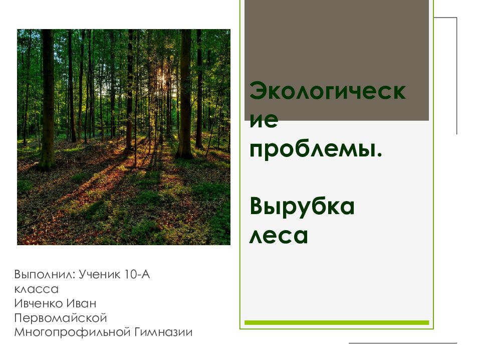 Какую работу выполняет лес. Какую работу выполняет лес