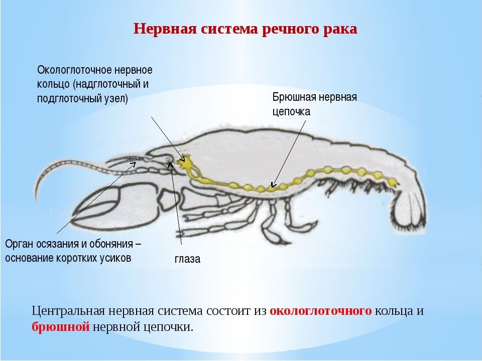 Ракообразное 7. Ракообразные(Речной рак) нервная система. Нервная система ракообразных. Тип нервной системы у ракообразных схема. Нервная система ракообразных схема.