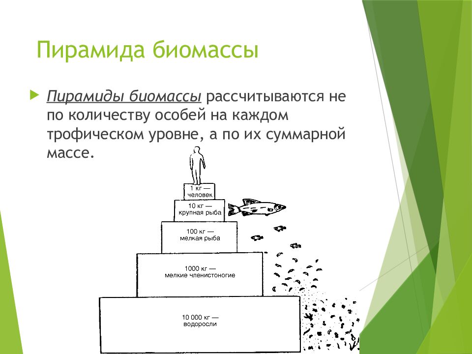 Пирамида биомассы