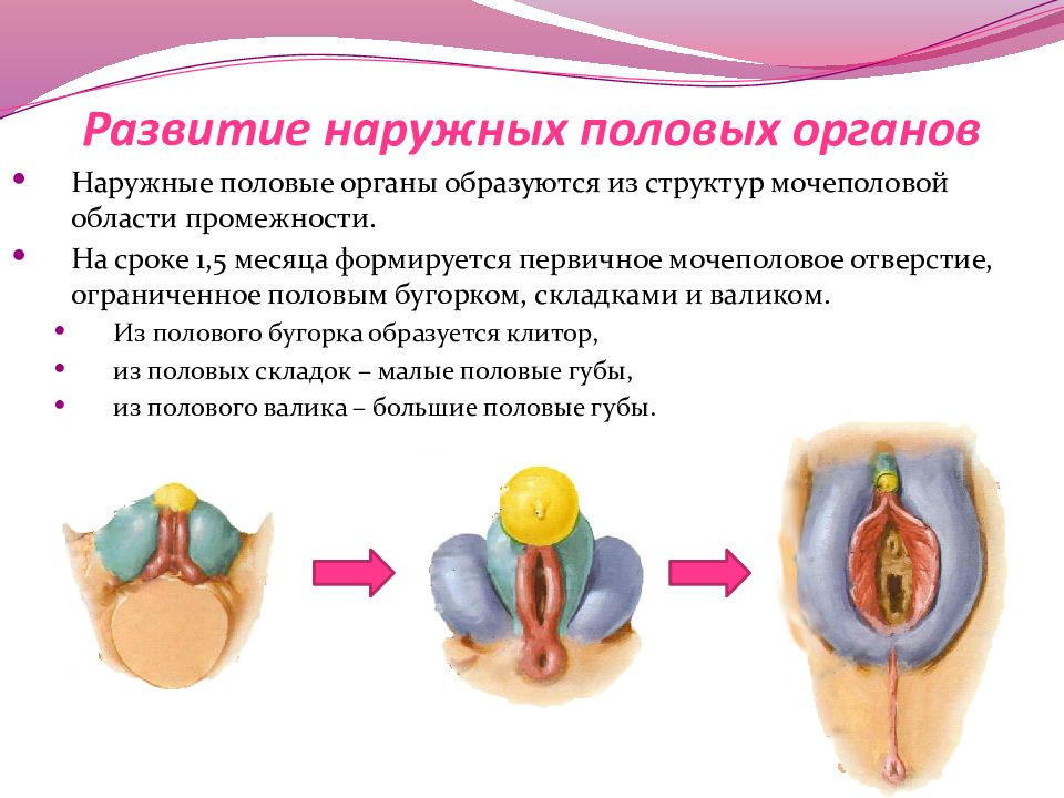 Женские половые органы презентация